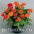 Цинния Zinnita Orange - 5 шт 11263 - фото 569