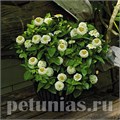 Цинния Zinnita White - 5 шт 11266 - фото 572