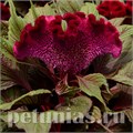 Целозия гребенчатая Dracula - 5 шт 11211 - фото 574
