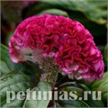 Целозия гребенчатая Concertina Pink - 5 шт 11212 - фото 575
