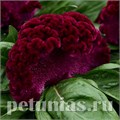 Целозия гребенчатая Concertina Purple - 5 шт 11213 - фото 576