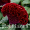 Целозия гребенчатая Concertina Red - 5 шт 11214 - фото 577