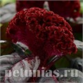 Целозия гребенчатая Concertina Red Dark Leaf - 5 шт 11215 - фото 578