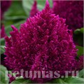 Целозия метельчатая First Flame Purple - 10 шт 11217 - фото 580