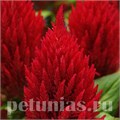 Целозия метельчатая First Flame Red - 10 шт 11218 - фото 581