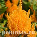 Целозия метельчатая First Flame Yellow - 10 шт 11220 - фото 583