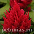 Целозия метельчатая Ice Cream Cherry - 10 шт 11221 - фото 584