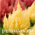 Целозия метельчатая Ice Cream Light Yellow - 10 шт 11222 - фото 585