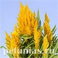 Целозия метельчатая Ice Cream Yellow - 10 шт 11226 - фото 589
