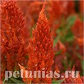 Целозия метельчатая Sunday Orange -  5шт 11228 - фото 591