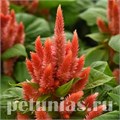 Целозия Kosmo Orange - 5 шт 11230 - фото 593
