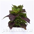 Целозия декоративнолиственная Sol Gekko Green - 5 шт 11231 - фото 594