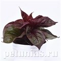 Целозия декоративнолиственная Sol Lizzard Leaf - 5 шт 11232 - фото 595