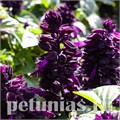 Сальвия Mojave Purple - 10 шт 11166 - фото 596