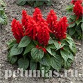 Сальвия Mojave Red - 10 шт 11167 - фото 597
