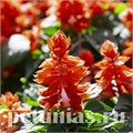 Сальвия Mojave Salmon - 10 шт 11169 - фото 599
