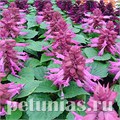 Сальвия Reddy Lavender - 10 шт 11174 - фото 604