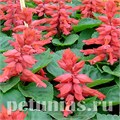 Сальвия Reddy Pink - 10 шт 11175 - фото 605