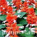 Сальвия Reddy Scarlet Bicolor - 10 шт 11178 - фото 608