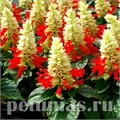 Сальвия Reddy White Surprise - 10 шт 11180 - фото 610