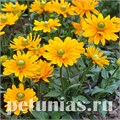 Рудбекия Amarillo Gold - 5 шт 11157 - фото 614