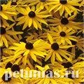 Рудбекия Goldsturm - 5 шт 11161 - фото 617