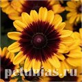 Рудбекия Pawnee Spirit - 5 шт 11163 - фото 619