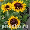 Рудбекия Sonora - 5 шт 11165 - фото 621