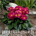 Примула Crescendo Bellarosa - 5 шт 11130 - фото 624