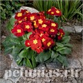Примула Crescendo Bright Red - 5 шт 11132 - фото 626