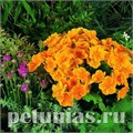 Примула Crescendo Orange - 5 шт 11133 - фото 627