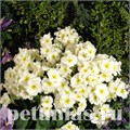 Примула Crescendo Pure White - 5 шт 11134 - фото 628