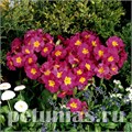 Примула Crescendo Rose Shades - 5 шт 11135 - фото 629