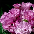 Примула Primlet Lavender Shades - 3 шт 11139 - фото 633