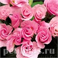 Примула Primlet Pink Shades - 3 шт 11141 - фото 635