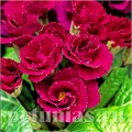 Примула Primlet Purple - 3 шт 11142 - фото 636