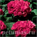 Примула Primlet Rose - 3 шт 11143 - фото 637