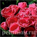 Примула Primlet Rose Edge - 3 шт 11144 - фото 638