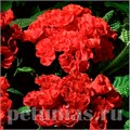 Примула Primlet Scarlet Red Shades - 3 шт 11145 - фото 639