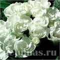 Примула Primlet White - 3 шт 11147 - фото 640