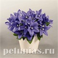 Платикодон Pop Star Blue - 5 шт 11121 - фото 652