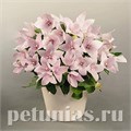 Платикодон Pop Star Pink - 5 шт 11122 - фото 653