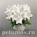 Платикодон Pop Star White - 5 шт 11123 - фото 654
