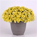 Петхоа Caliburst Yellow - 3 шт 11120 - фото 655