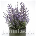 Перовския Bluesette - 3 шт 10835 - фото 656