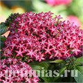 Пентас Glitterati Red Star - 5 шт 10826 - фото 658