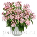 Пентас Graffiti Appleblossom - 3 шт 10827 - фото 659