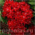 Пентас Lucky Star Dark Red - 5 шт 10828 - фото 660