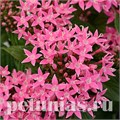 Пентас Lucky Star Deep Pink - 5 шт 10829 - фото 661