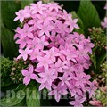 Пентас Lucky Star Lavender - 5 шт 10830 - фото 662